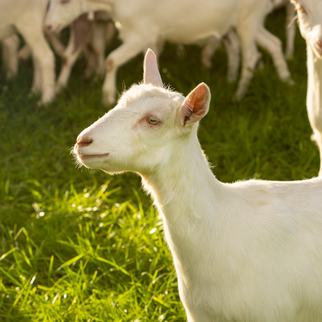 Meet our happy herd: <br>Fresh whole goat milk from New Zealand