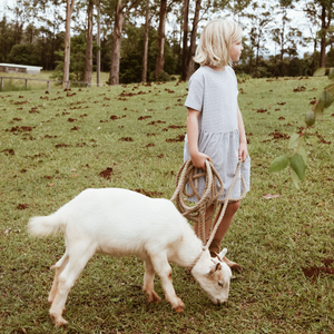 Goat milk and the gut microbiota: a white paper